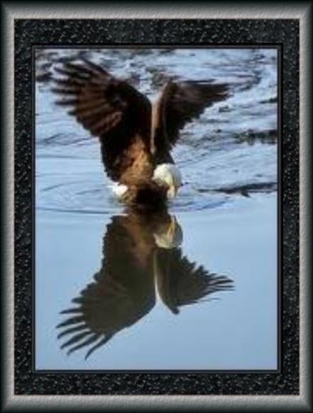 eagle reflection