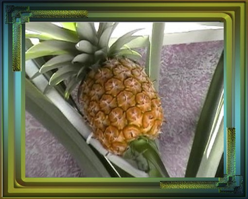 Pineapple Framed