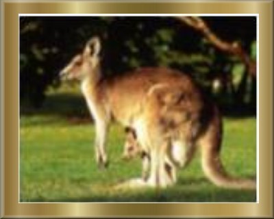 Kangaroo